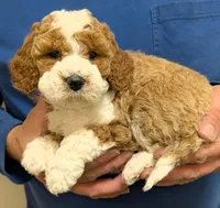 Petite mini Raiden, a male Miniature Goldendoodle for sale in Menomonee Falls, WI – Photo 2 of 3