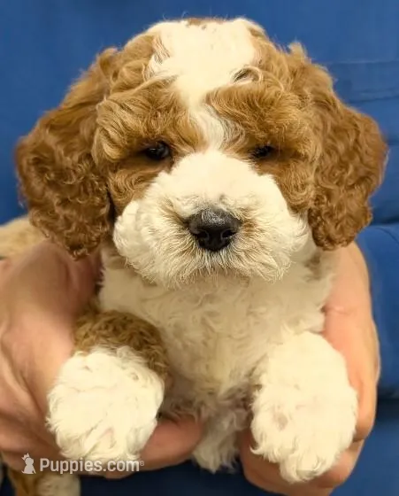 Petite mini Raiden – Miniature Goldendoodle puppy for sale in Menomonee Falls, WI