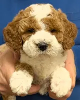 Petite mini Raiden, a male Miniature Goldendoodle for sale in Menomonee Falls, WI – Photo 1 of 3
