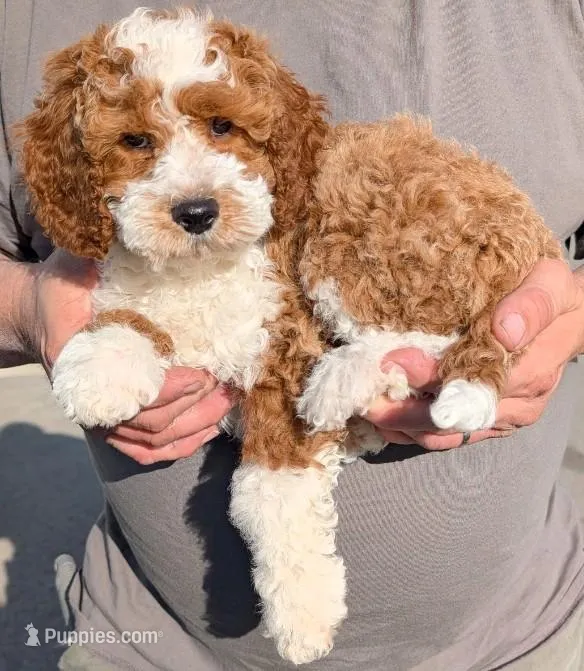 Petite mini Raiden – Miniature Goldendoodle puppy for sale in Menomonee Falls, WI