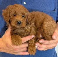 Mini Bryson, a male Miniature Goldendoodle for sale in Menomonee Falls, WI – 2 of 3
