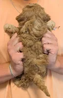 Teacup Tealy, a female Miniature Goldendoodle for sale in Menomonee Falls, WI – 3 of 3