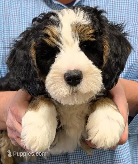 Mini Murdock – Miniature Bernedoodle puppy for sale in Menomonee Falls, WI