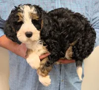 Mini Murdock, a male Miniature Bernedoodle for sale in Menomonee Falls, WI – Photo 2 of 3