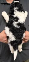 Petite mini Isaacc, a male Miniature Bernedoodle for sale in Menomonee Falls, WI – Photo 3 of 3
