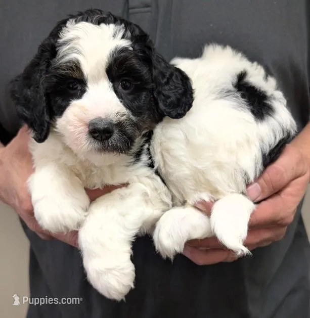 Petite mini Isaacc – Miniature Bernedoodle puppy for sale in Menomonee Falls, WI