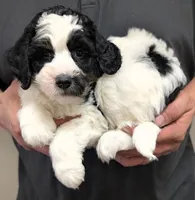 Petite mini Isaacc, a male Miniature Bernedoodle for sale in Menomonee Falls, WI – Photo 1 of 3