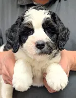 Petite mini Isaacc, a male Miniature Bernedoodle for sale in Menomonee Falls, WI – Photo 2 of 3