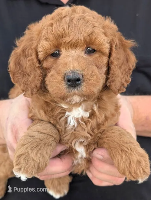 Petite mini Vikrum – Miniature Goldendoodle puppy for sale in Menomonee Falls, WI