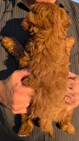 Mini Maxum, a male Miniature Goldendoodle for sale in Menomonee Falls, WI – 3 of 3