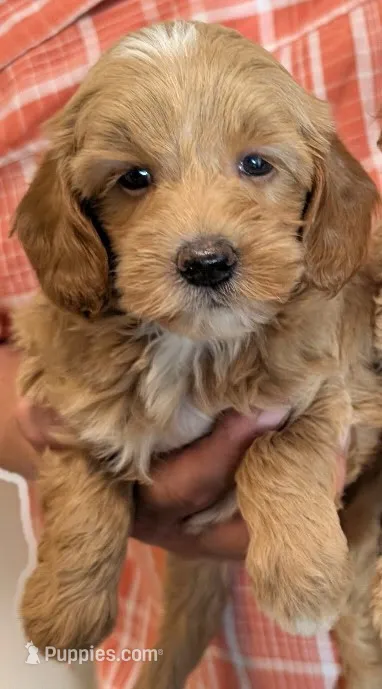 Petite mini Yvette – Miniature Goldendoodle puppy for sale in Menomonee Falls, WI