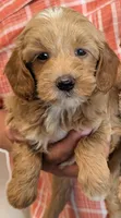 Petite mini Yvette, a female Miniature Goldendoodle for sale in Menomonee Falls, WI – 1 of 1