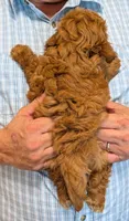 Petite mini Ramsey, a male Miniature Goldendoodle for sale in Menomonee Falls, WI – 3 of 3