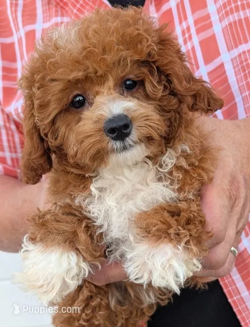 Petite mini – Miniature Goldendoodle puppy for sale in Menomonee Falls, WI