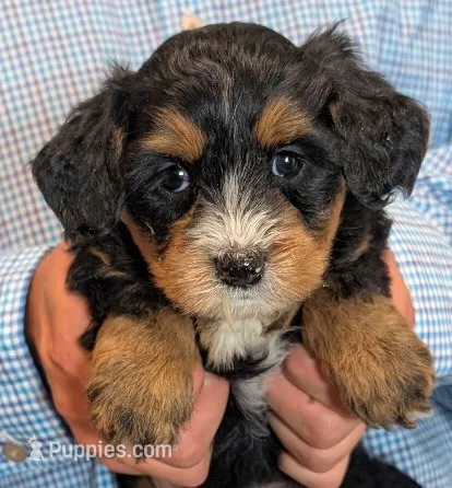 Mini Zayne – Miniature Bernedoodle puppy for sale in Menomonee Falls, WI
