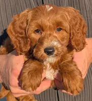 Mini Marcus, a male Miniature Goldendoodle for sale in Menomonee Falls, WI – 1 of 3