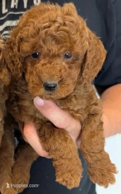 Mini Boaz – Miniature Goldendoodle puppy for sale in Menomonee Falls, WI