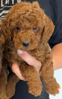 Mini Boaz, a male Miniature Goldendoodle for sale in Menomonee Falls, WI – 1 of 2