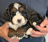 Mini Kason, a male Miniature Bernedoodle for sale in Menomonee Falls, WI – 2 of 3
