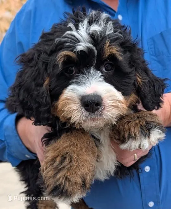 Mini Zed – Miniature Bernedoodle puppy for sale in Menomonee Falls, WI