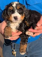 Mini Zed, a male Miniature Bernedoodle for sale in Menomonee Falls, WI – Photo 2 of 3