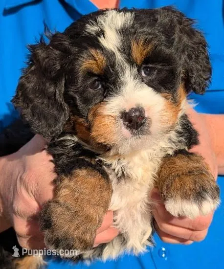 Mini Zed – Miniature Bernedoodle puppy for sale in Menomonee Falls, WI