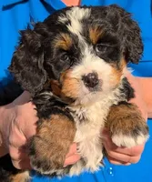 Mini Zed, a male Miniature Bernedoodle for sale in Menomonee Falls, WI – Photo 1 of 3