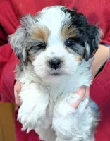 Mini Kaitlyn, a female Miniature Bernedoodle for sale in Menomonee Falls, WI – 2 of 3
