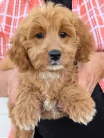 Mini Clara, a female Miniature Goldendoodle for sale in Menomonee Falls, WI – 1 of 3