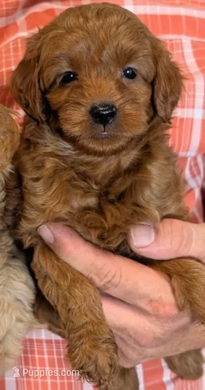 Tiny petite Skye – Miniature Goldendoodle puppy for sale in Menomonee Falls, WI