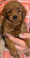 Tiny petite Skye, a female Miniature Goldendoodle for sale in Menomonee Falls, WI – 1 of 1