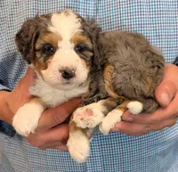 Mini Luther, a male Miniature Bernedoodle for sale in Menomonee Falls, WI – 1 of 3