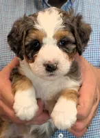 Mini Luther, a male Miniature Bernedoodle for sale in Menomonee Falls, WI – 2 of 3