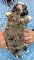 Mini Luther, a male Miniature Bernedoodle for sale in Menomonee Falls, WI – 3 of 3