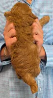Petite mini Ramsey, a male Miniature Goldendoodle for sale in Menomonee Falls, WI – 3 of 3