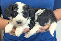 Petite mini Gilbert , a male Miniature Bernedoodle for sale in Menomonee Falls, WI – 2 of 3