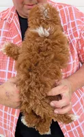 Petite mini, a female Miniature Goldendoodle for sale in Menomonee Falls, WI – 3 of 3