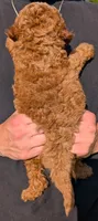 Petite Mini Darla, a female Miniature Goldendoodle for sale in Menomonee Falls, WI – 3 of 3