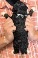 Mini Zaria, a female Miniature Bernedoodle for sale in Menomonee Falls, WI – 3 of 3