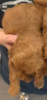 Mini Blanca, a female Miniature Goldendoodle for sale in Menomonee Falls, WI – 2 of 2
