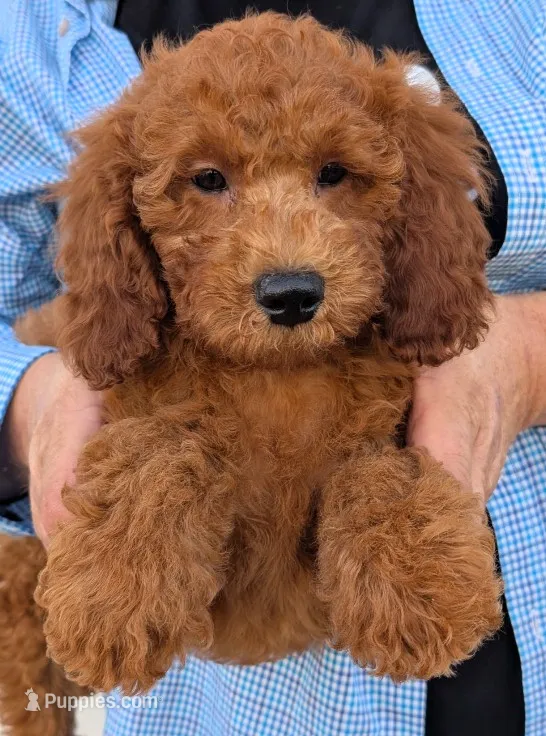 Mini Corbin – Miniature Goldendoodle puppy for sale in Menomonee Falls, WI