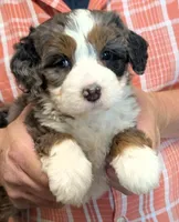 Mini Kimberly , a female Miniature Bernedoodle for sale in Menomonee Falls, WI – 1 of 3