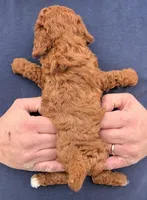 Teacup Aiden, a male Miniature Goldendoodle for sale in Menomonee Falls, WI – Photo 3 of 3