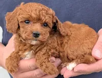 Teacup Aiden, a male Miniature Goldendoodle for sale in Menomonee Falls, WI – Photo 2 of 3