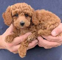 Teacup Albert, a male Miniature Goldendoodle for sale in Menomonee Falls, WI – Photo 2 of 3
