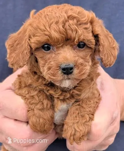 Teacup Aiden – Miniature Goldendoodle puppy for sale in Menomonee Falls, WI