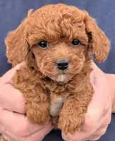 Teacup Aiden, a male Miniature Goldendoodle for sale in Menomonee Falls, WI – Photo 1 of 3