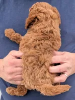 Teacup Albert, a male Miniature Goldendoodle for sale in Menomonee Falls, WI – Photo 3 of 3