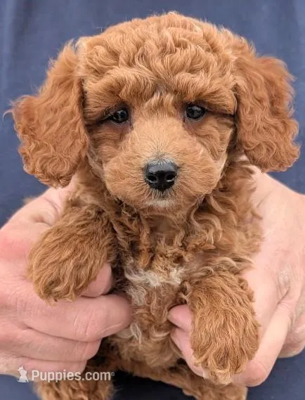 Teacup Albert – Miniature Goldendoodle puppy for sale in Menomonee Falls, WI