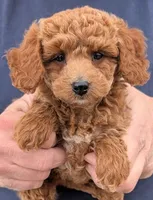 Teacup Albert, a male Miniature Goldendoodle for sale in Menomonee Falls, WI – Photo 1 of 3